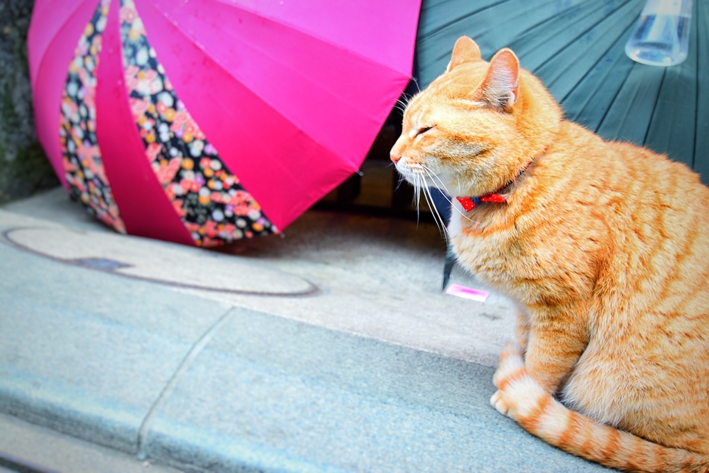 江ノ島おみやげ屋の猫