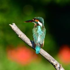 カワセミ♀