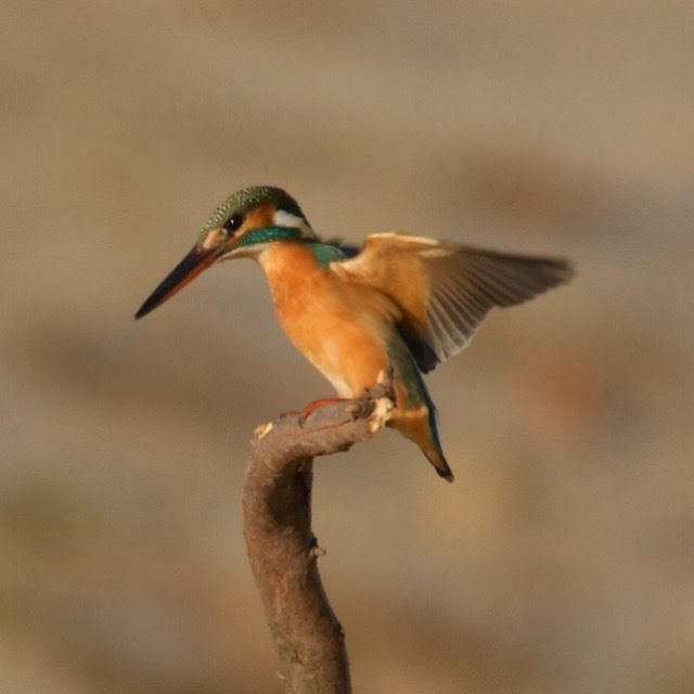 カワセミ♀