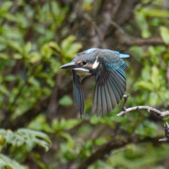 カワセミ幼鳥