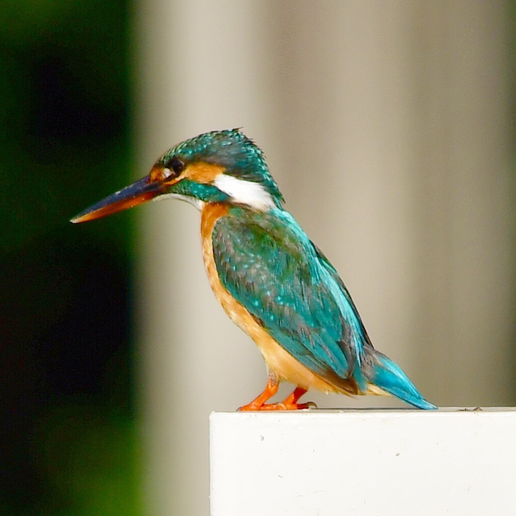 カワセミ♀