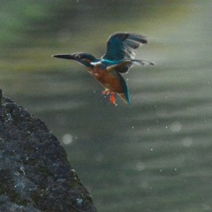 カワセミ