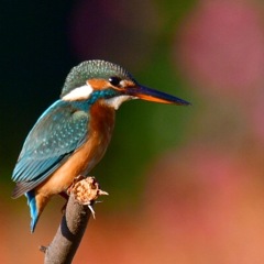 カワセミ♀