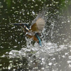 カワセミ