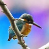 カワセミ♀