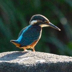 カワセミ
