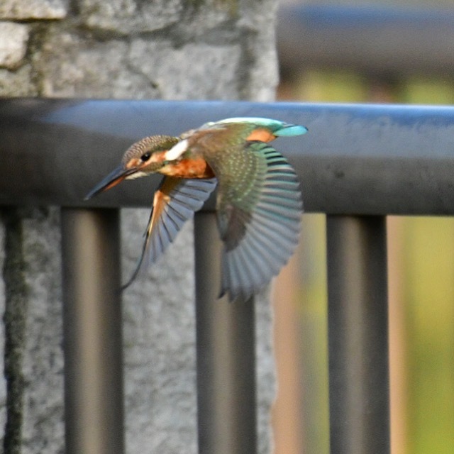 カワセミ♀幼鳥