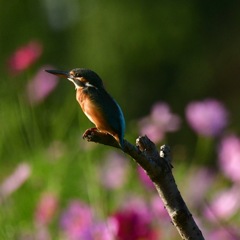 カワセミ♀