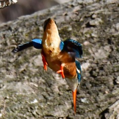 カワセミ♀