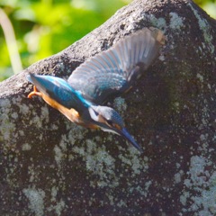 カワセミ