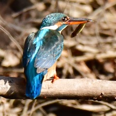 カワセミ♀