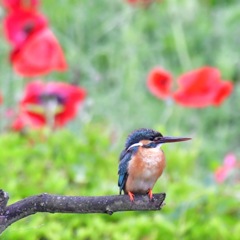 カワセミ♀