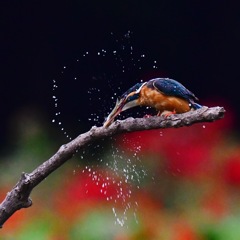 カワセミ♀