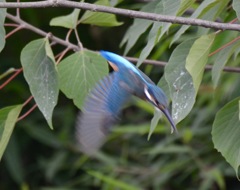 カワセミ♂