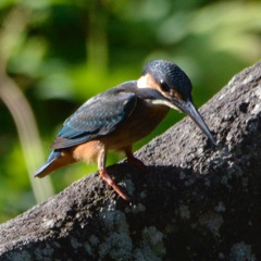 カワセミ