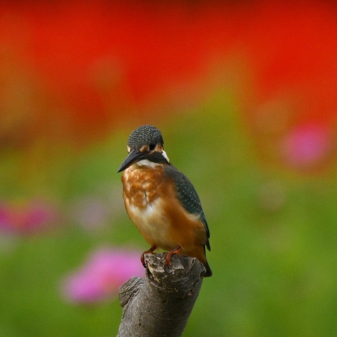 カワセミ♀