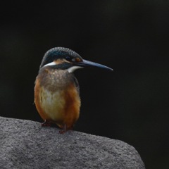 カワセミ幼鳥