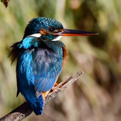 カワセミ♀