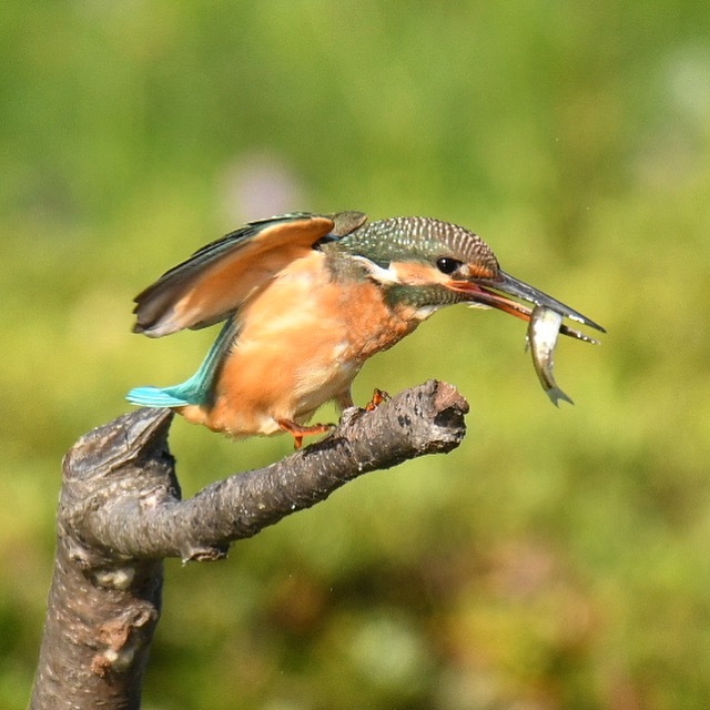 カワセミ♀