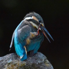 カワセミ♀幼鳥