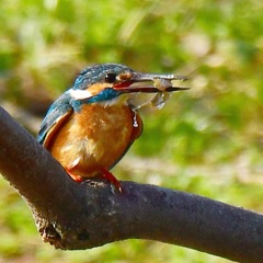 カワセミ♂