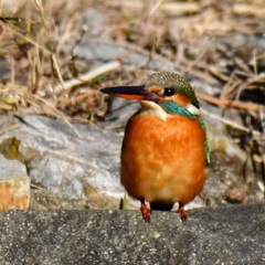 カワセミ♀