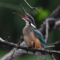 カワセミ幼鳥