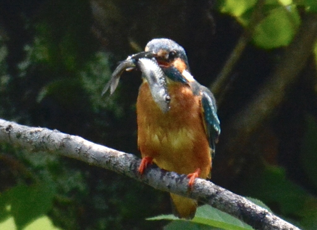 カワセミ♂