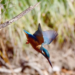 カワセミ♀