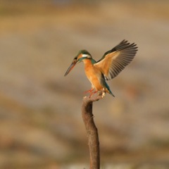 カワセミ♀