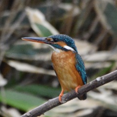 カワセミ♀