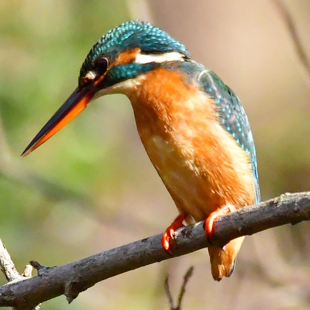 カワセミ♀