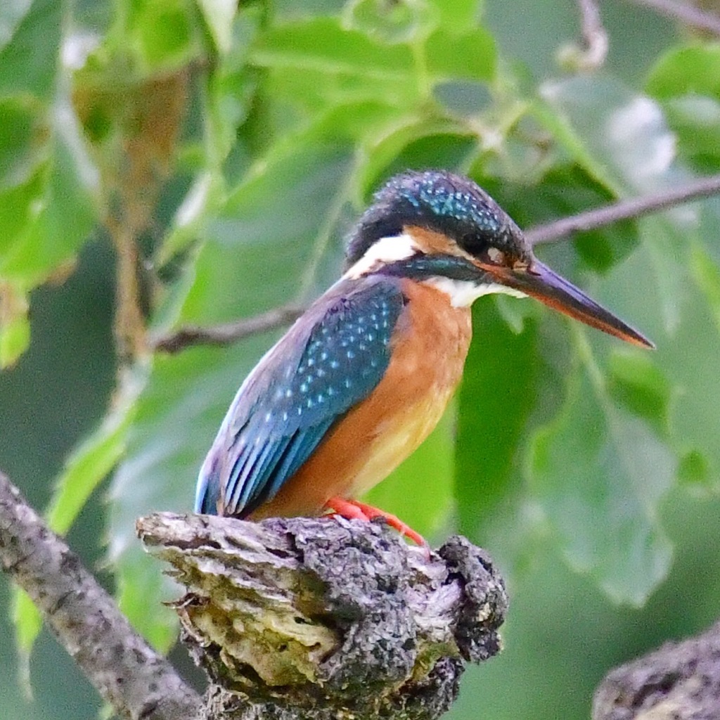 カワセミ♀