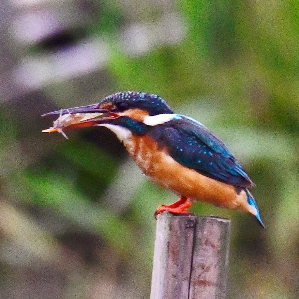 カワセミ♀