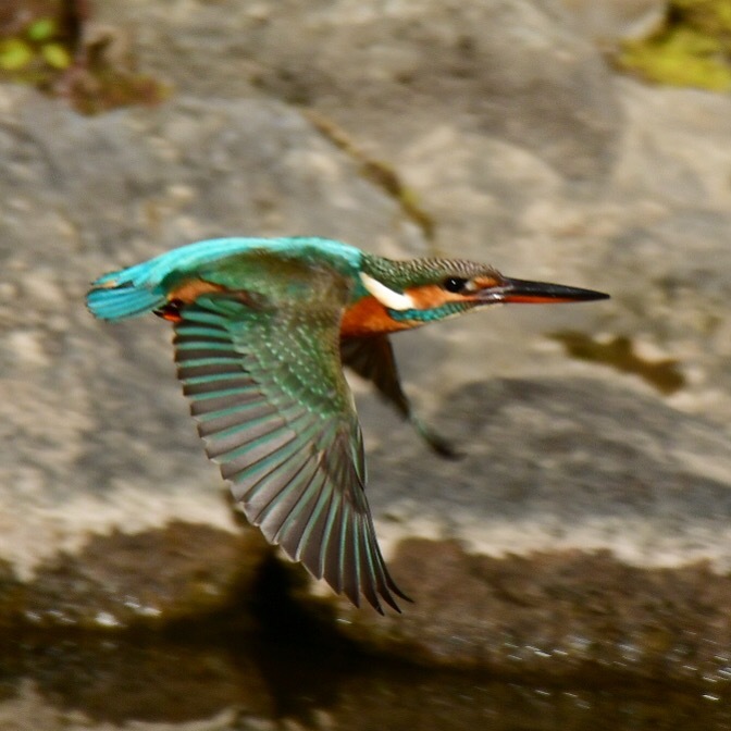 カワセミ♀