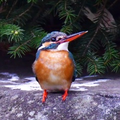 カワセミ♀