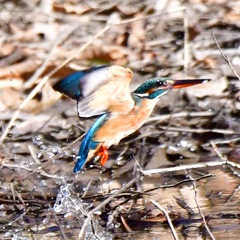 カワセミ♀