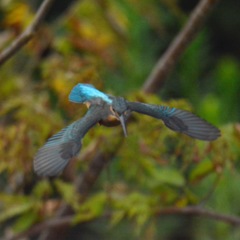 カワセミ