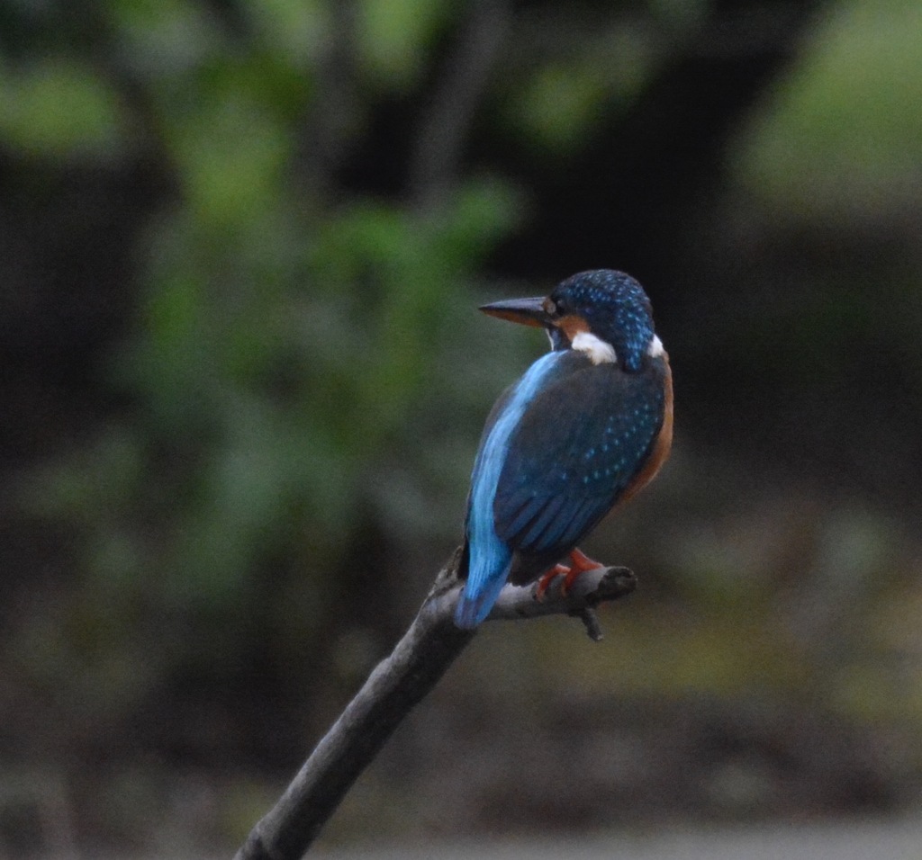 カワセミ♀
