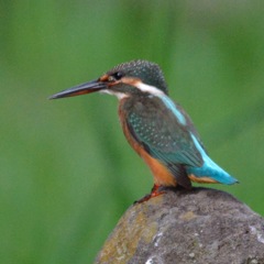 カワセミ幼鳥