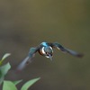 カワセミ♀