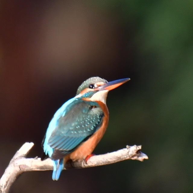 カワセミ♀