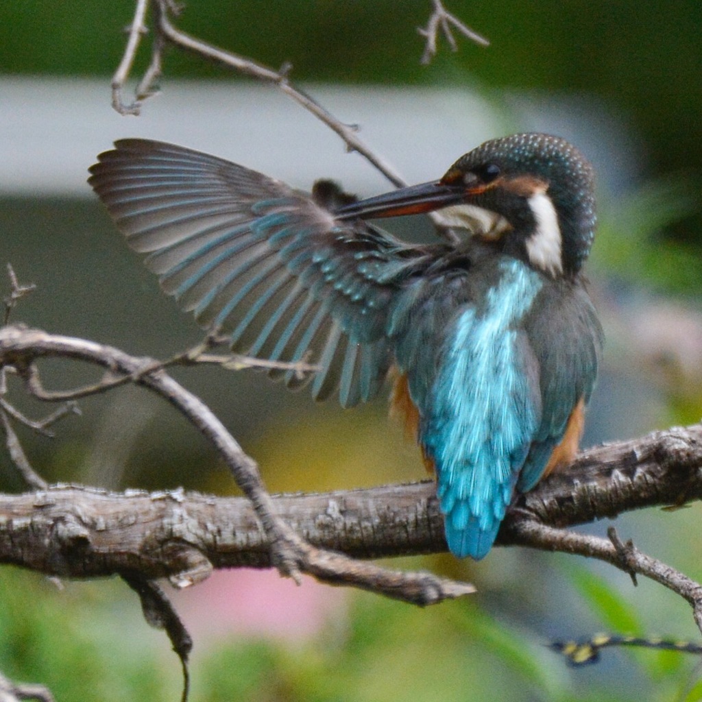 カワセミ幼鳥