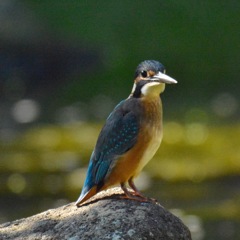 カワセミ