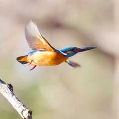 カワセミ♂