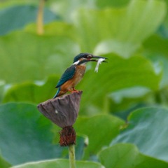 カワセミ♂