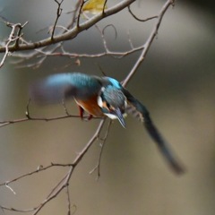 カワセミ♀