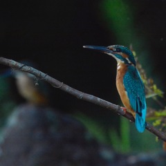 カワセミ❎カワセミ