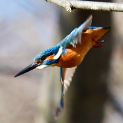 カワセミ♂