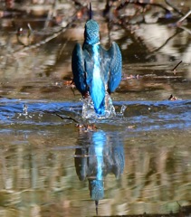 カワセミ♀